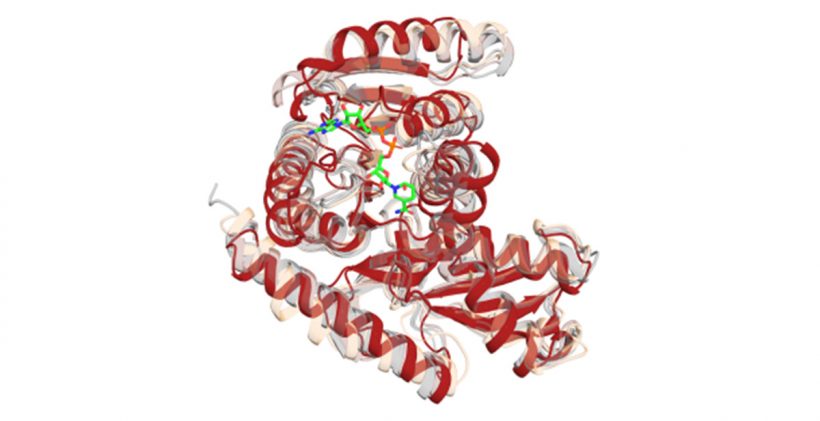 A visualization of the synthetic versions of malate dehydrogenase that preserve the protein’s critical structure and key binding areas. Red and white curls intertwine across the image with lime green and orange additions.